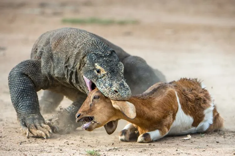 Pemprov NTT Akan Tutup Taman Nasional Komodo Selama Setahun. Pengusaha Wisata pun Kelabakan! 5