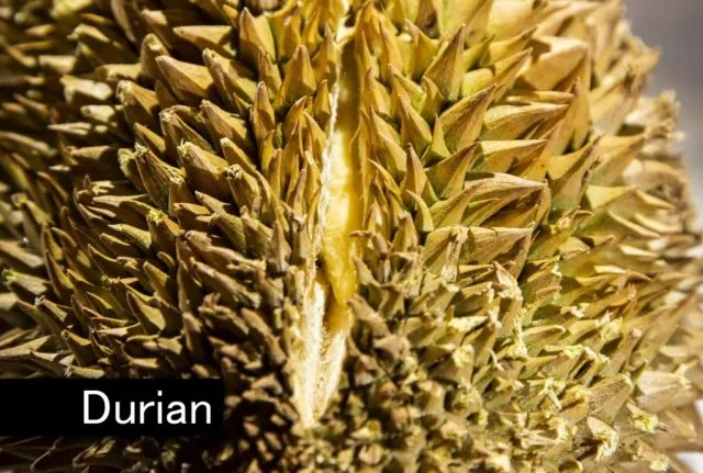 10 Makanan Paling Menjijikkan Sedunia di 'Digusting Food Museum'. Durian dan Kopi Luwak Termasuk Lho 12