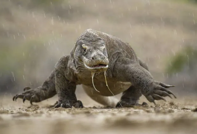 4 Fakta Kenapa Komodo Cuma Ada di Indonesia. Bentuknya Sangar, Nyatanya Hewan Rumahan 6