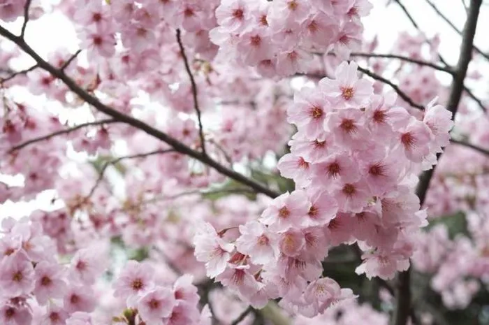 Indahnya Bunga Tabebuya yang Mekar di Jalanan Surabaya. Rasanya Seperti Liburan ke Jepang! 8