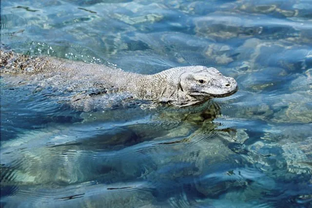 4 Fakta Kenapa Komodo Cuma Ada di Indonesia. Bentuknya Sangar, Nyatanya Hewan Rumahan 5