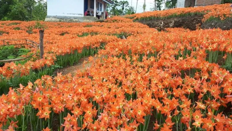 Taman Bunga Amarilis di Jogja Mekar Lagi. Datang dan Foto-Foto Boleh, Ngerusak Jangan! 13