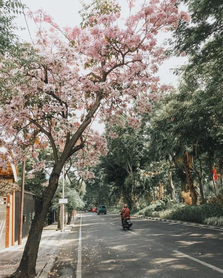 Indahnya Bunga Tabebuya yang Mekar di Jalanan Surabaya. Rasanya Seperti Liburan ke Jepang! 6