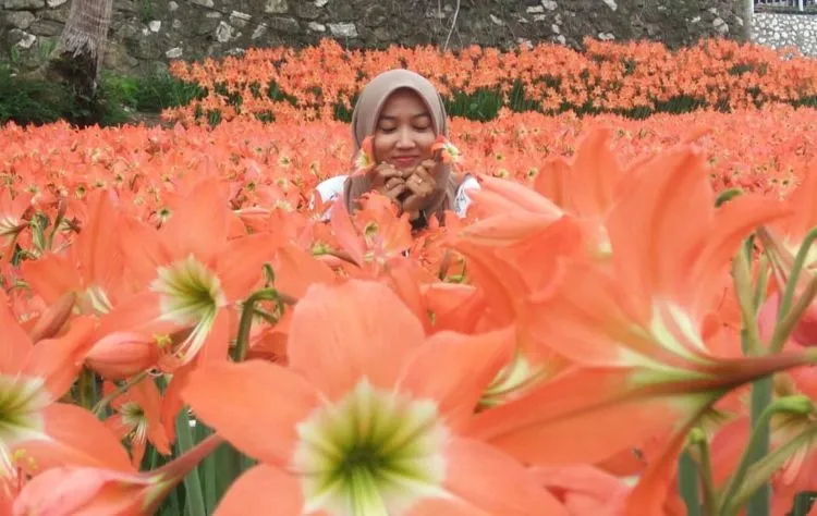 Taman Bunga Amarilis di Jogja Mekar Lagi. Datang dan Foto-Foto Boleh, Ngerusak Jangan! 8