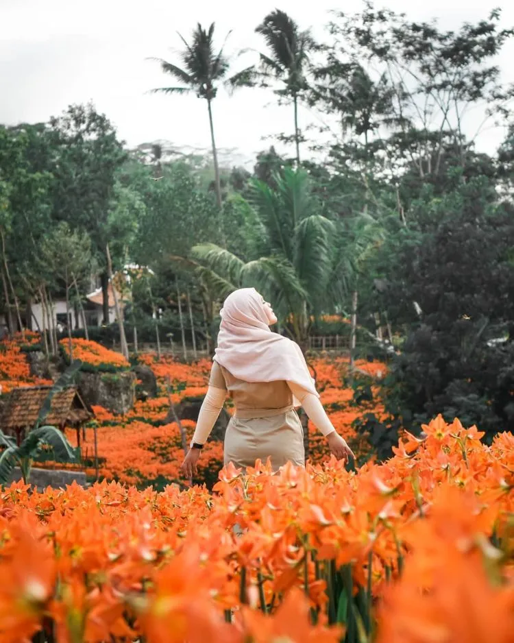 Taman Bunga Amarilis di Jogja Mekar Lagi. Datang dan Foto-Foto Boleh, Ngerusak Jangan! 10