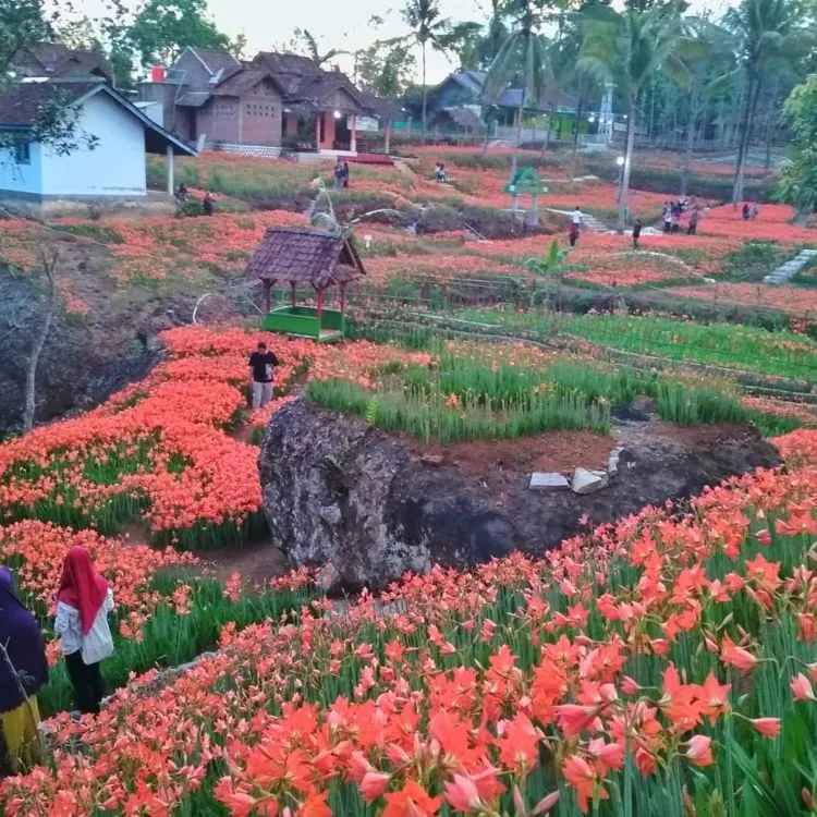 Taman Bunga Amarilis di Jogja Mekar Lagi. Datang dan Foto-Foto Boleh, Ngerusak Jangan! 12