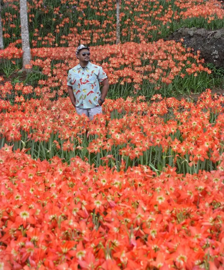 Taman Bunga Amarilis di Jogja Mekar Lagi. Datang dan Foto-Foto Boleh, Ngerusak Jangan! 9
