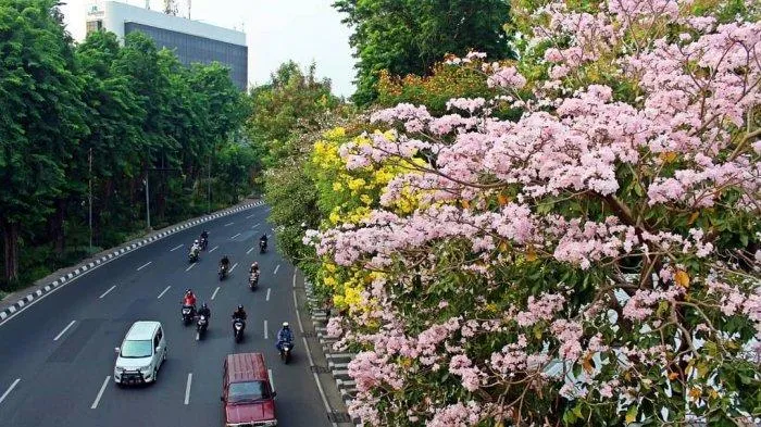 Indahnya Bunga Tabebuya yang Mekar di Jalanan Surabaya. Rasanya Seperti Liburan ke Jepang! 7