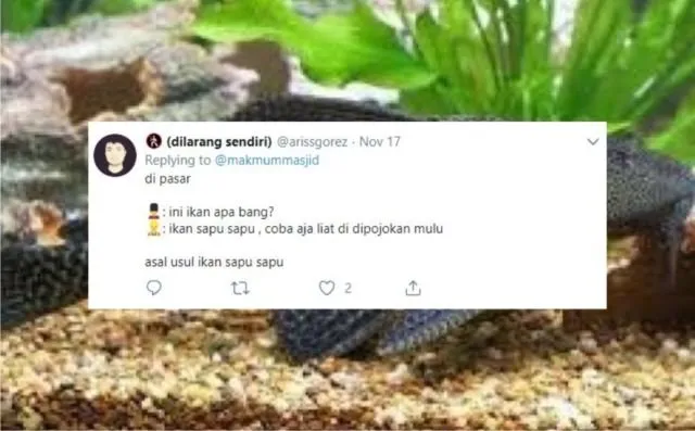 12+ Sejarah Asal Usul Nama Ikan Versi Warganet Twitter. Orang Awam mah Pasti Nggak Pernah Kepikiran! 20