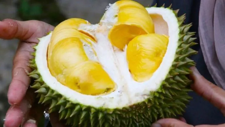 Lagi Viral Penumpang Protes Bau Durian di Sriwijaya Air. Boleh Nggak Sih Pesawat Mengangkut Durian? 4