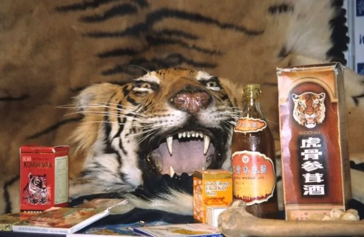 Legalkan Cula Badak & Tulang Harimau Buat Bahan Obat, Pemerintah Cina Bikin Geger Pecinta Hewan! 8