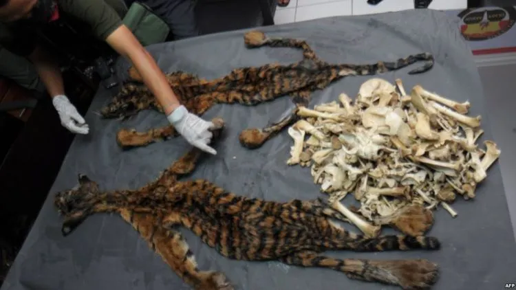 Legalkan Cula Badak & Tulang Harimau Buat Bahan Obat, Pemerintah Cina Bikin Geger Pecinta Hewan! 10