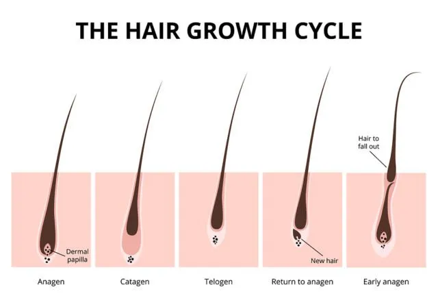 Penjelasan Simpel Kenapa Rambut Ketiak Tak Akan Sepanjang Rambut Kepala. Padahal Sama-sama Rambut 13
