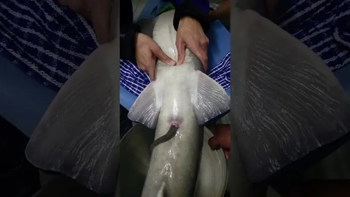 Sempat Jadi Pakan Ternak, Berikut 12 Tahapan Kaviar Sampai Bisa Jadi Makanan Termahal di Dunia 24