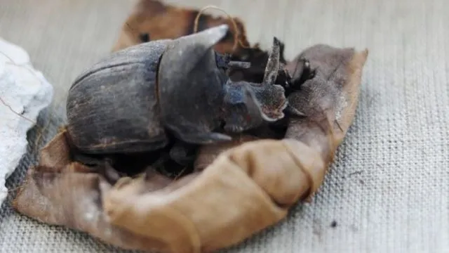 Belasan Mumi Kucing Berusia Ribuan Tahun Baru Saja Ditemukan di Makam Tua. Berikut 9 Penampakannya! 12
