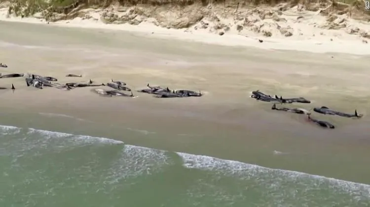 Ratusan Paus Ditemukan Mati Terdampar di Pantai New Zealand. Penyebabnya Sendiri Masih Jadi Misteri 5