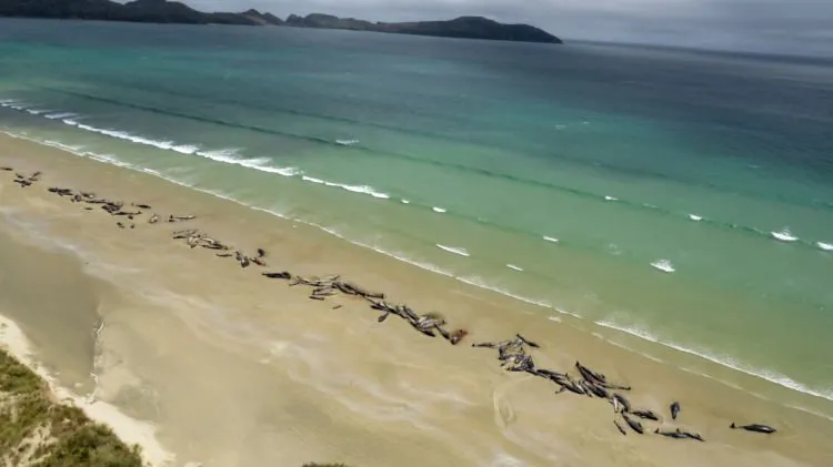 Ratusan Paus Ditemukan Mati Terdampar di Pantai New Zealand. Penyebabnya Sendiri Masih Jadi Misteri 4