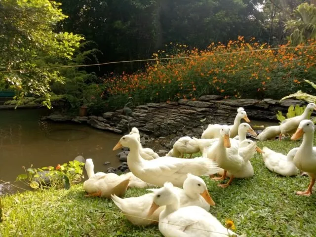 Yuk Main ke Rumah Gukguk di Lembang, Bandung. Anjing-Anjingnya Lucu dan Ramah Lho! 14