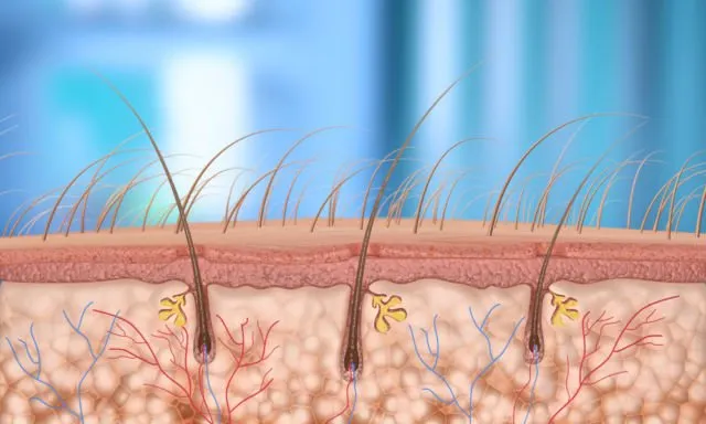 Penjelasan Simpel Kenapa Rambut Ketiak Tak Akan Sepanjang Rambut Kepala. Padahal Sama-sama Rambut 11