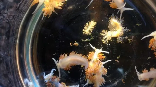Begini Nasib Flora & Fauna Laut Saat Tsunami Terjadi. Ada Bisa yang Bertahan, Tapi Banyak yang Rusak 10