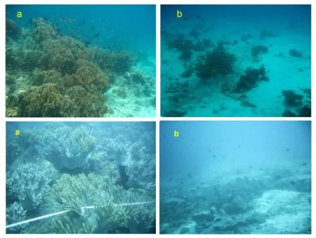 Begini Nasib Flora & Fauna Laut Saat Tsunami Terjadi. Ada Bisa yang Bertahan, Tapi Banyak yang Rusak 8