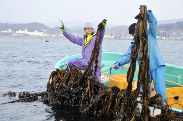 Begini Nasib Flora & Fauna Laut Saat Tsunami Terjadi. Ada Bisa yang Bertahan, Tapi Banyak yang Rusak 9