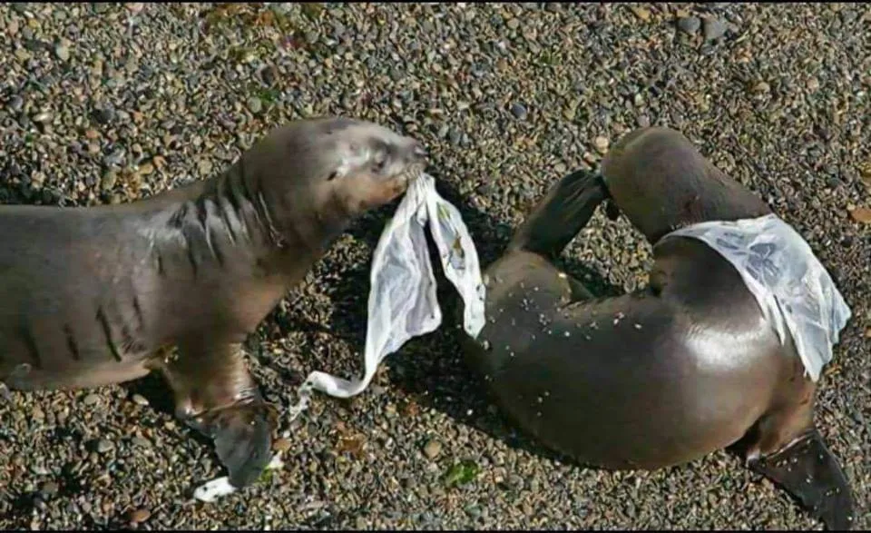15 Bukti Nyata Betapa Bahayanya Sampah. Plastikmu Bisa Merenggut Banyak Nyawa Makhluk Lainnya! 17