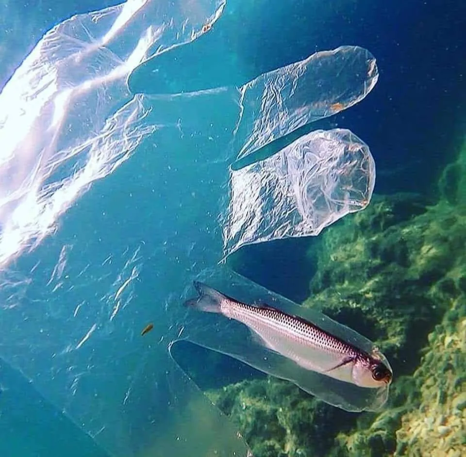 15 Bukti Nyata Betapa Bahayanya Sampah. Plastikmu Bisa Merenggut Banyak Nyawa Makhluk Lainnya! 20