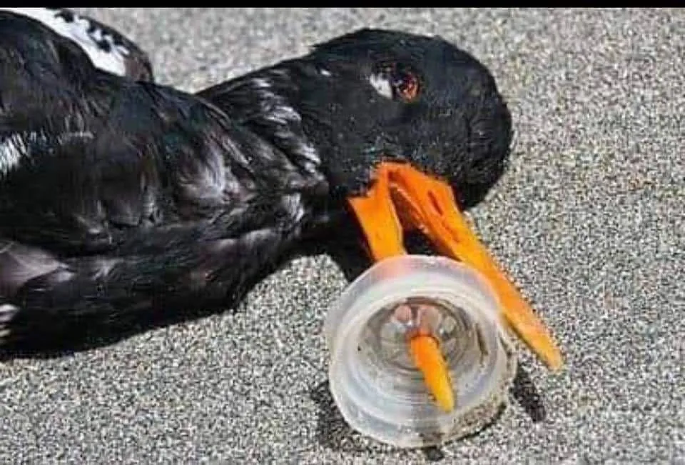 15 Bukti Nyata Betapa Bahayanya Sampah. Plastikmu Bisa Merenggut Banyak Nyawa Makhluk Lainnya! 23