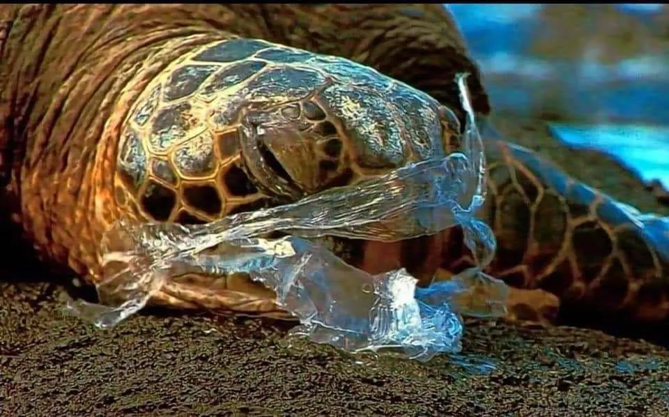 15 Bukti Nyata Betapa Bahayanya Sampah. Plastikmu Bisa Merenggut Banyak Nyawa Makhluk Lainnya! 24