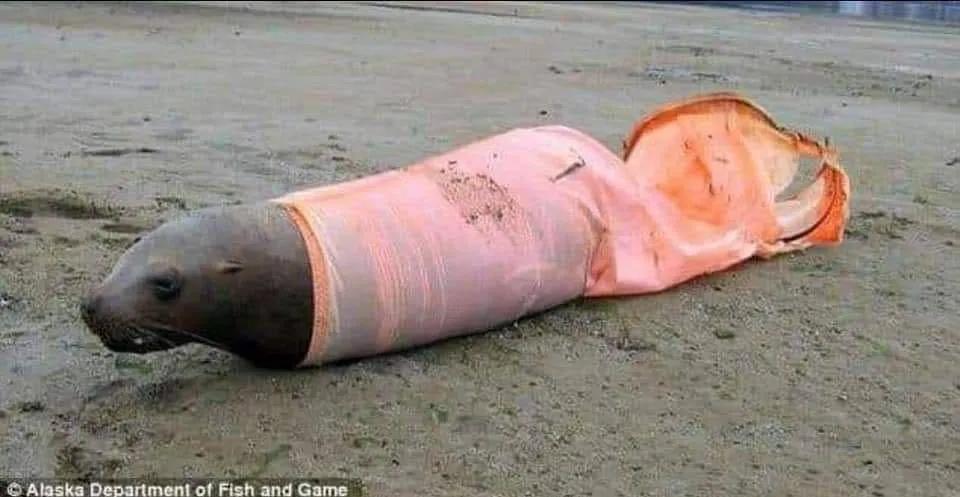 15 Bukti Nyata Betapa Bahayanya Sampah. Plastikmu Bisa Merenggut Banyak Nyawa Makhluk Lainnya! 26