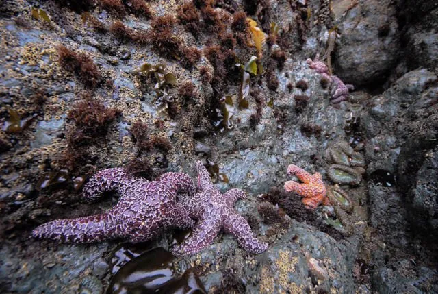Begini Nasib Flora & Fauna Laut Saat Tsunami Terjadi. Ada Bisa yang Bertahan, Tapi Banyak yang Rusak 6