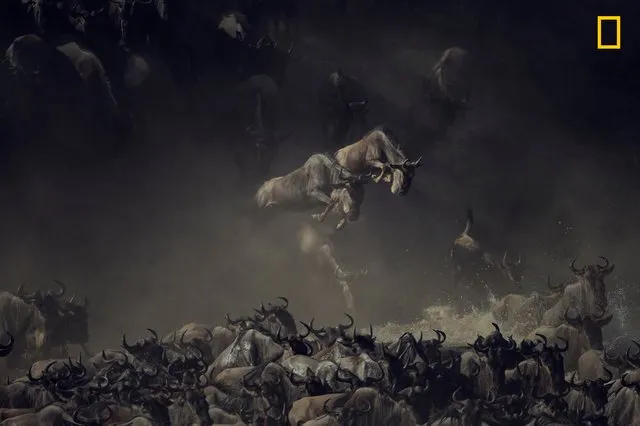 Parade Foto Spektakuler dari Kompetisi Fotografi National Geographic 2018. Kualitasnya Memang Juara! 11