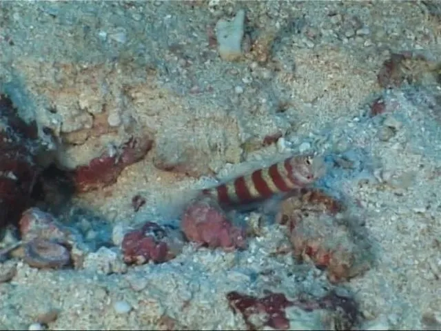 Begini Nasib Flora & Fauna Laut Saat Tsunami Terjadi. Ada Bisa yang Bertahan, Tapi Banyak yang Rusak 7
