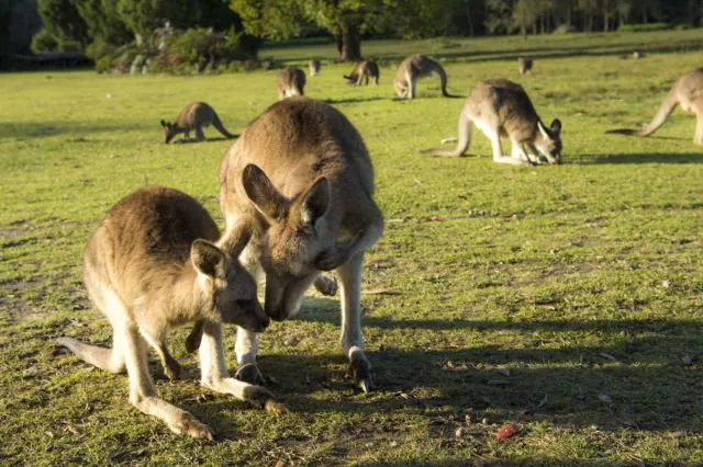 6 Tempat Asik di Australia yang Bisa Kamu Datangi. Cocok Buat yang Pengen Ngerasain Liburan ke Luar Negeri! 15