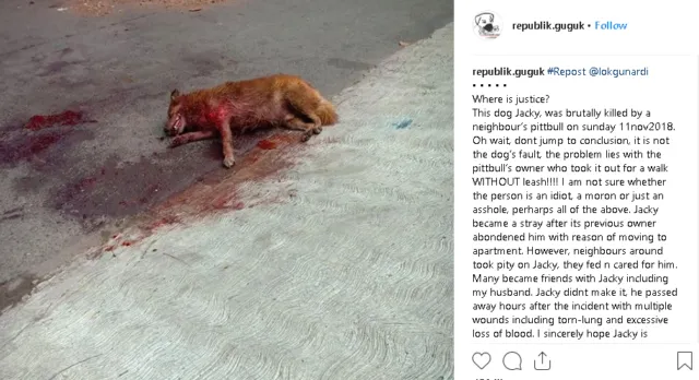 Seekor Anjing Pitbull Lukai Security di Jakarta, Lebih Awas ya untuk Para Pemilik Anjing! 4