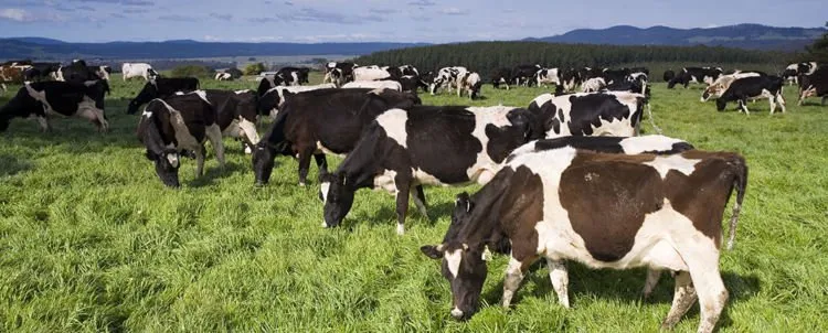 Sapi Raksasa Sebesar Bus di Australia Hebohkan Dunia Maya. Mirip Sapi Percobaan di Film-Film! 8
