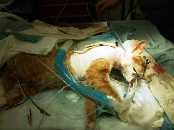 Menguak Kekejaman dalam Eksperimen Binatang. Ada Kucing yang Tengkoraknya Dipasangi Besi! 7