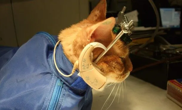 Menguak Kekejaman dalam Eksperimen Binatang. Ada Kucing yang Tengkoraknya Dipasangi Besi! 9