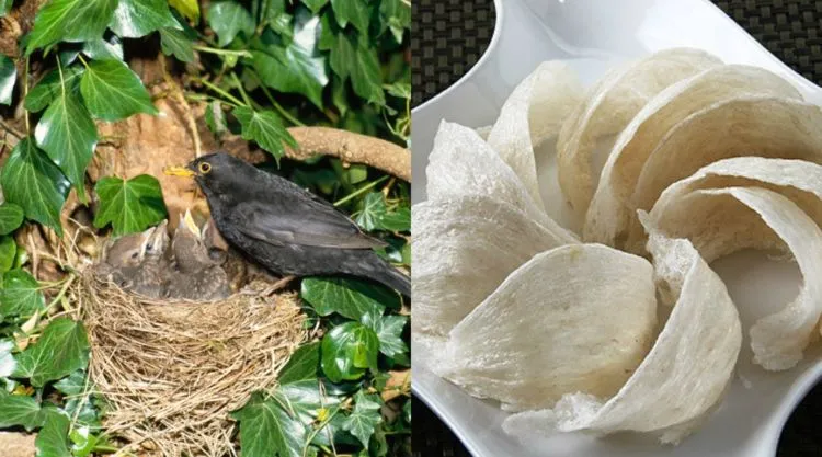 10 Objek Absurd yang Ternyata Bisa Aja Dimakan Kalau Mau. Dari Kapur, Batang Pohon, Sampai Tanah! 13
