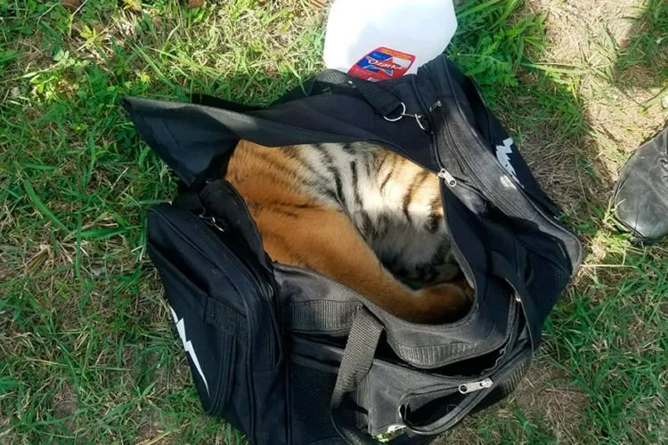 Kreatif Tapi Miris, Begini 13 Cara Orang Selundupkan Hewan Eksotis ke Luar Negeri. Bikin Nggak Tega! 24