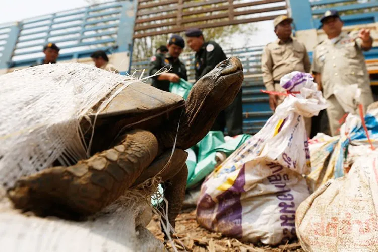 Kreatif Tapi Miris, Begini 13 Cara Orang Selundupkan Hewan Eksotis ke Luar Negeri. Bikin Nggak Tega! 19