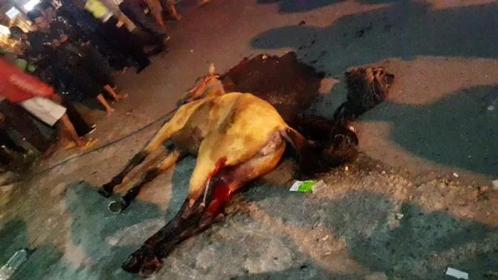 Kuda Andong di Malioboro Tumbang, Katanya Gara-gara Diklakson Waktu Macet. Kasihan Banget Kudanya! 7