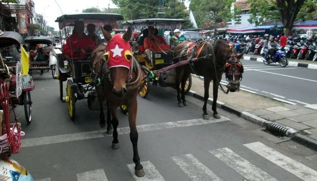 Kuda Andong di Malioboro Tumbang, Katanya Gara-gara Diklakson Waktu Macet. Kasihan Banget Kudanya! 8