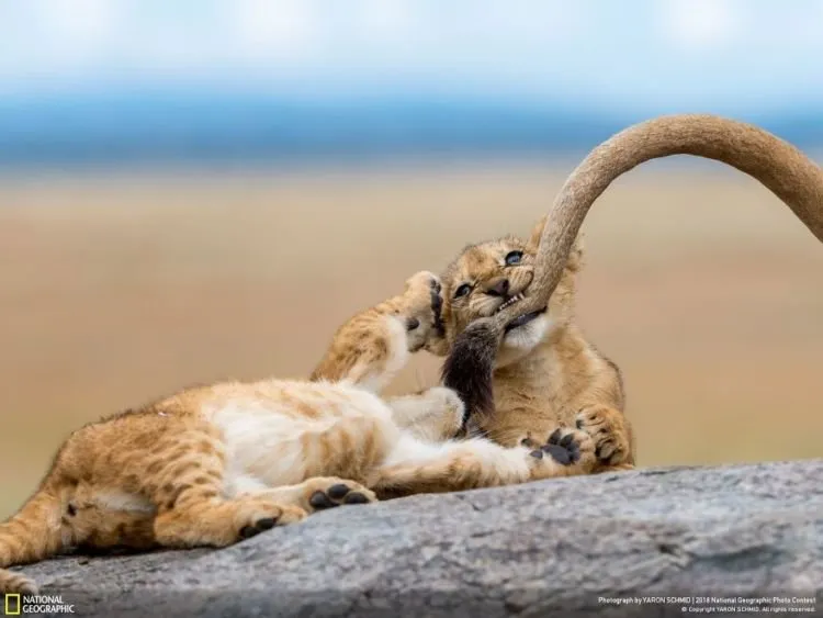 Parade Foto Spektakuler dari Kompetisi Fotografi National Geographic 2018. Kualitasnya Memang Juara! 17