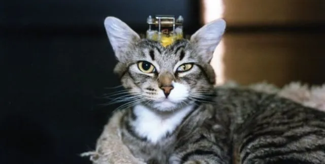 Menguak Kekejaman dalam Eksperimen Binatang. Ada Kucing yang Tengkoraknya Dipasangi Besi! 6