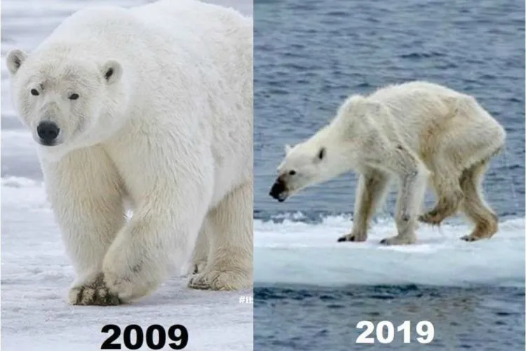 10+ Unggahan #10YearChallenge yang Seharusnya Jadi Perhatian Kita Bersama. Bikin Miris & Prihatin 16
