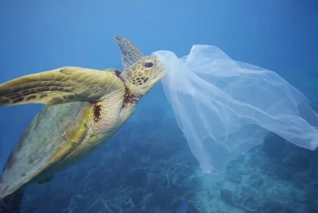 Hewan Makin Sering Tertipu Anggap Plastik Itu Makanan. Kalau Tahu Alasannya, Kamu Akan Miris Sendiri 7