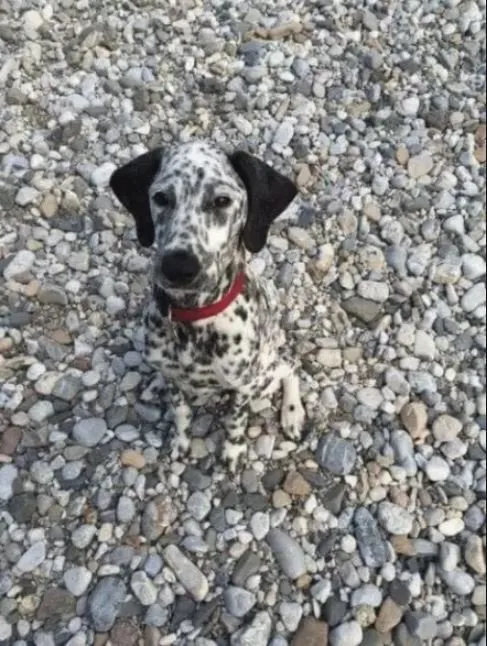 Uji Kejelian Mata dengan Menemukan 10 Anjing dalam Gambar. Berapa yang Berhasil Kamu Temukan? 13