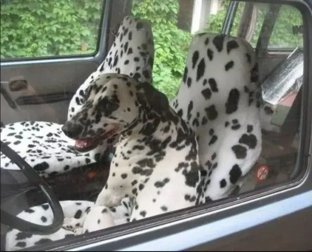 Uji Kejelian Mata dengan Menemukan 10 Anjing dalam Gambar. Berapa yang Berhasil Kamu Temukan? 12